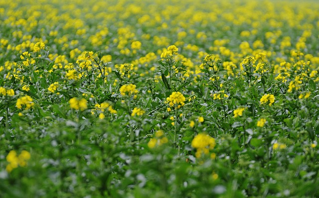 栄養満点の菜花 なばな を食べよう 菜花のレシピ茹でる揚げる炒める 貧乏飯レシピ